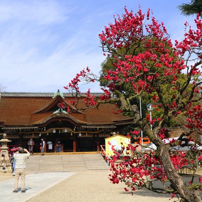 🌸 도묘지 천만궁(도묘지 텐만구) 이미지 2